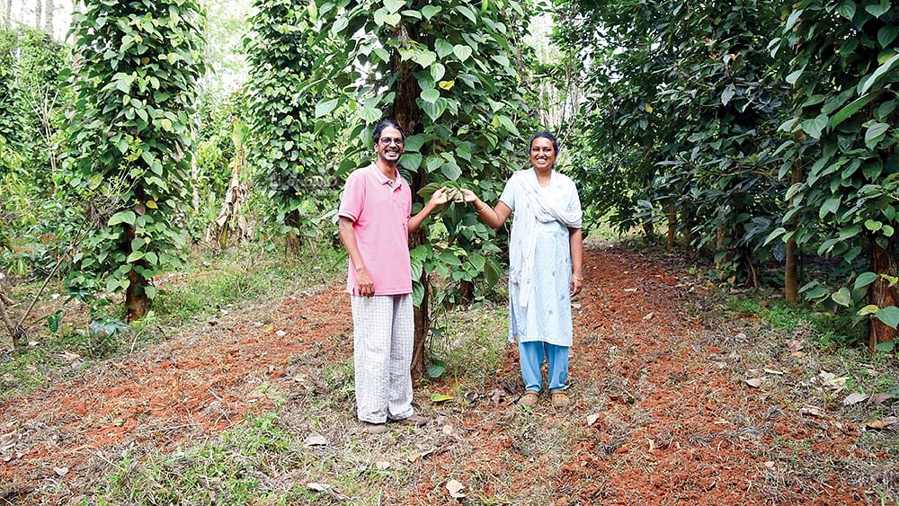மிளகு தோட்டத்தில் வினோத்குமார் – புனிதா தம்பதி
