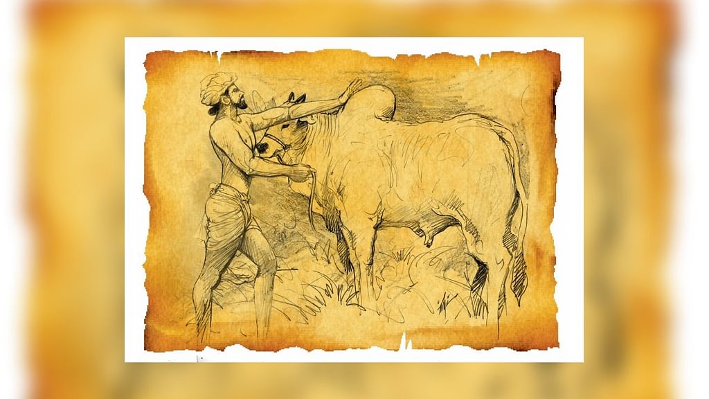 `Bos Indicus’ திமில் கொண்ட காளை