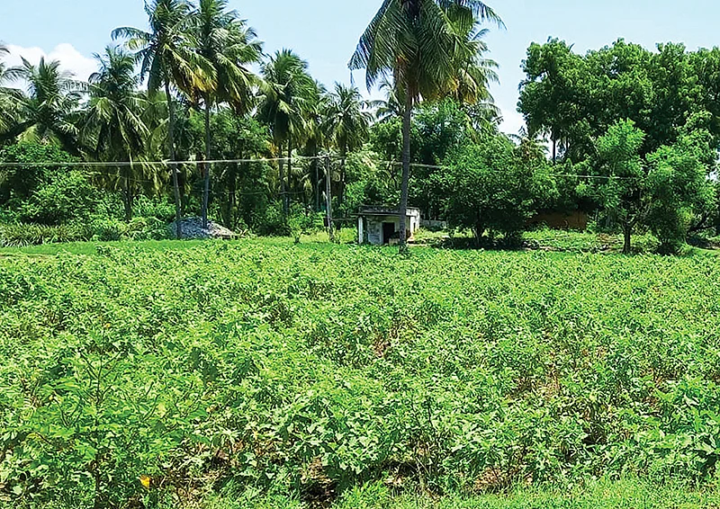 கத்திரி வயல்