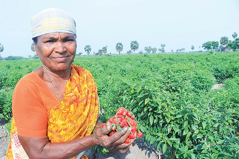 முண்டு மிளகாய்