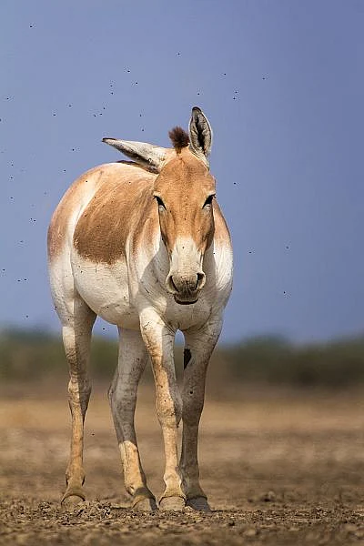 ஆசிய காட்டுக் கழுதை (Asiatic Wild Ass/Indian Wild Ass)