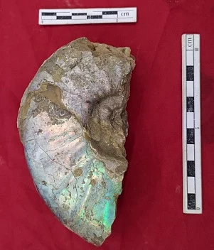 உடைந்த பாகத்தில் அழகாக தெரியும் பச்சை நிறம்.