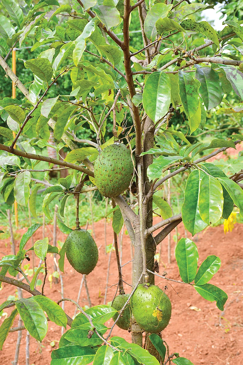 முள் சீத்தா