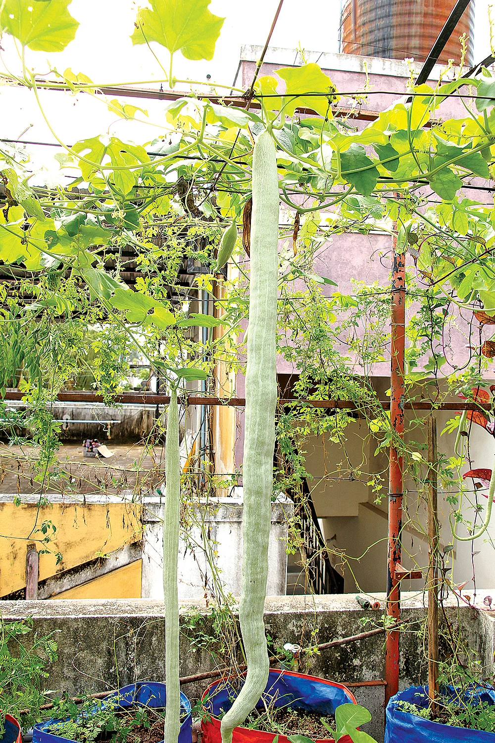 வீட்டுத்தோட்டம்... ஆரம்பிக்கலாங்களா? - விதை முதல் பராமரிப்பு வரை கம்ப்ளீட் கைடு