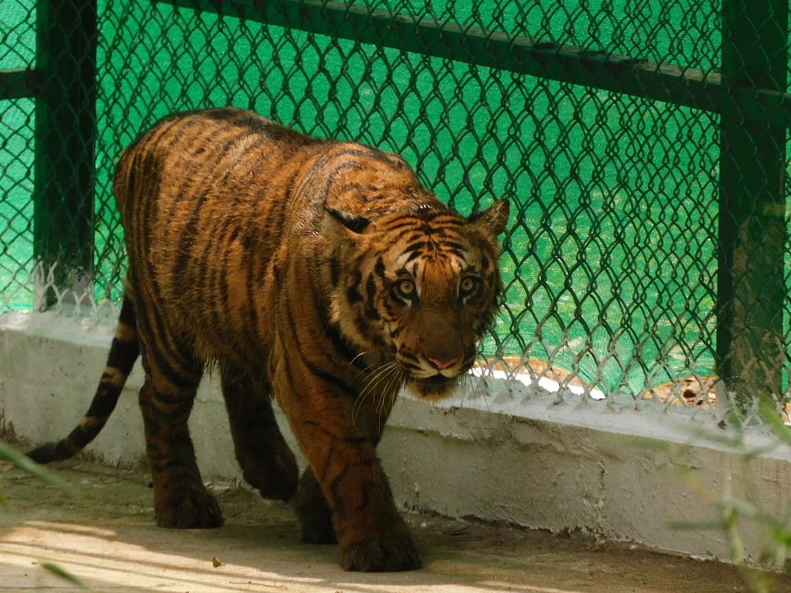 புலி