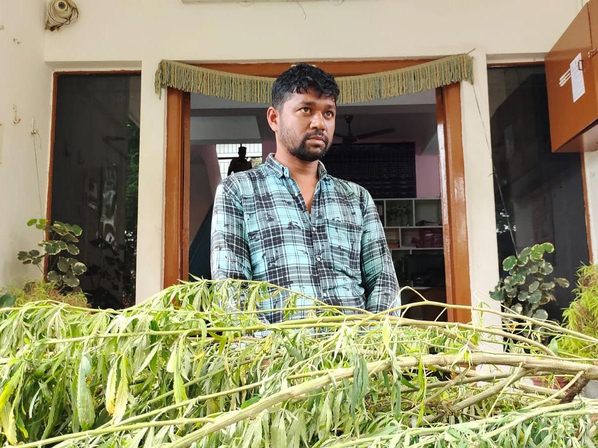 கோவை: வருமானத்துக்கு வழி இல்லை... கஞ்சா செடி வளர்த்த வட இந்தியர் கைது!