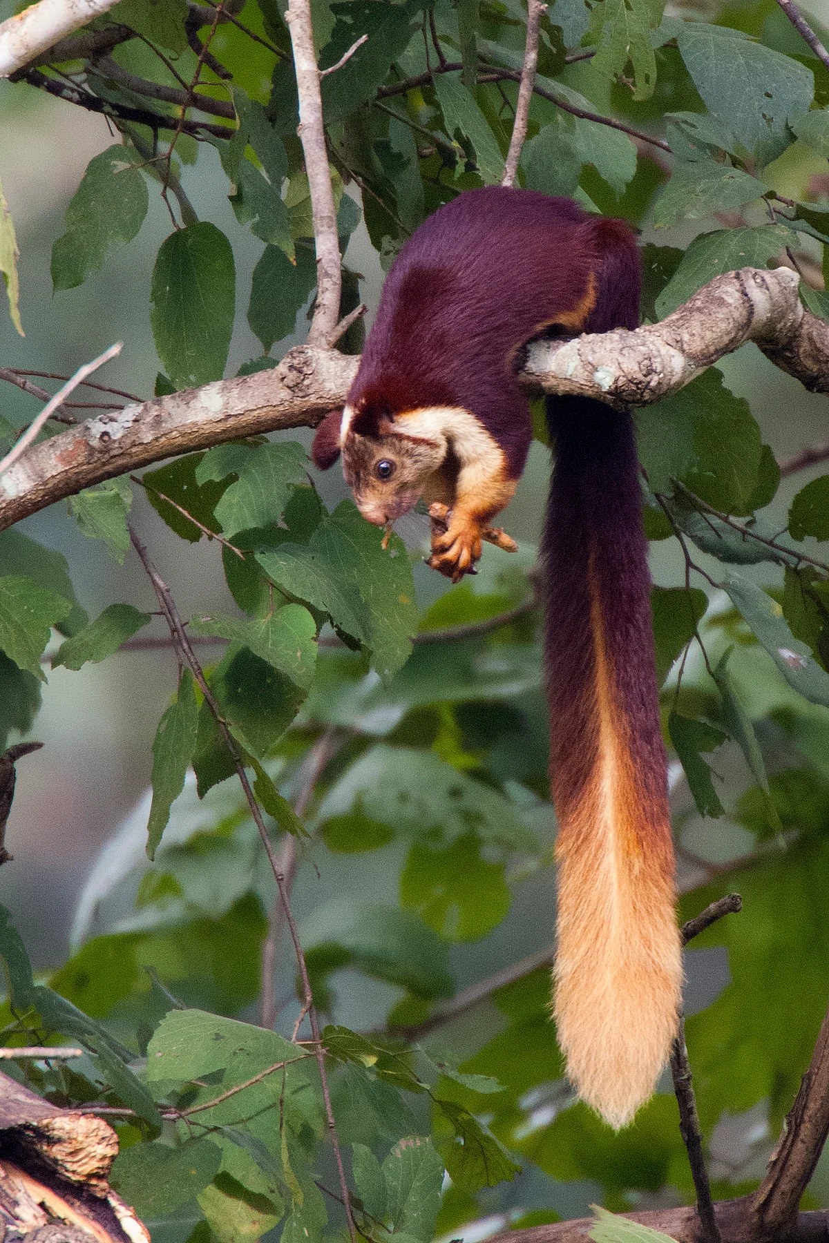 இந்திய மலை அணில் (Indian Giant Squirrel)
