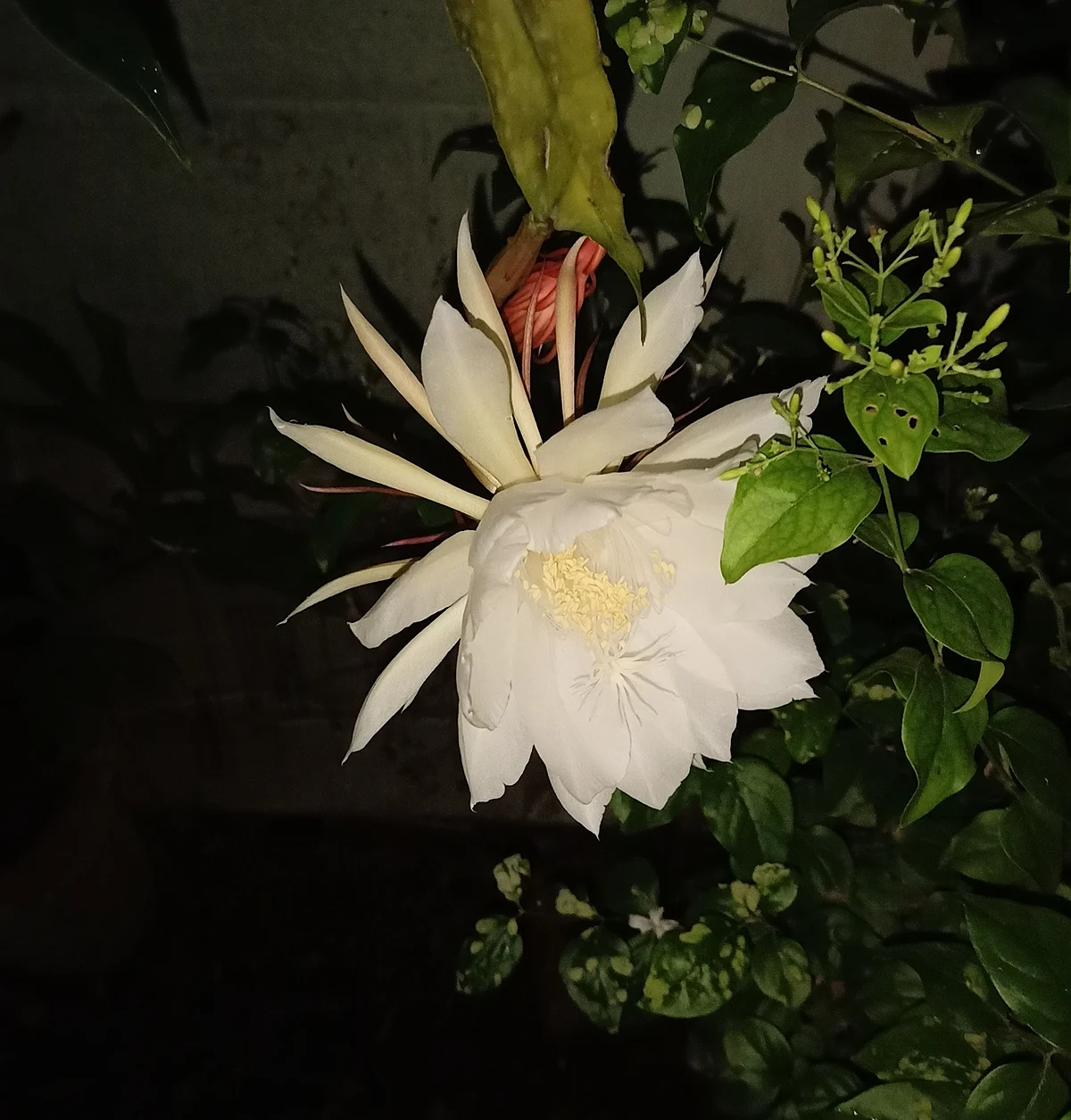 பிரம்ம கமலம்
