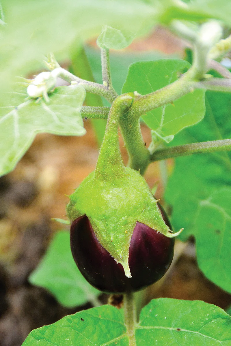 இலவம்பாடி கத்திரிக்காய்
