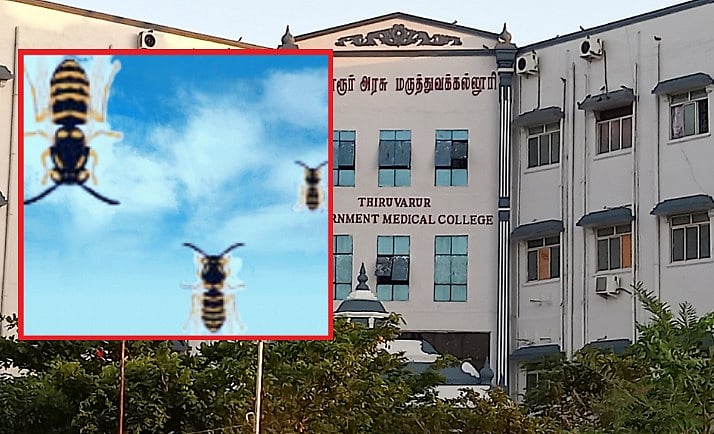 திருவாரூர்: கதண்டுகளால் கதிகலங்கும் கிராம மக்கள்; ஒருவர் உயிரிழப்பு, 14 பேர் மருத்துவமனையில் அனுமதி!