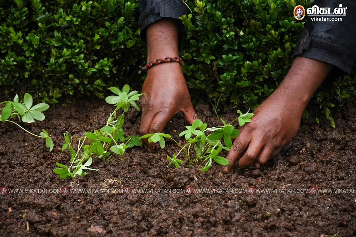 planting