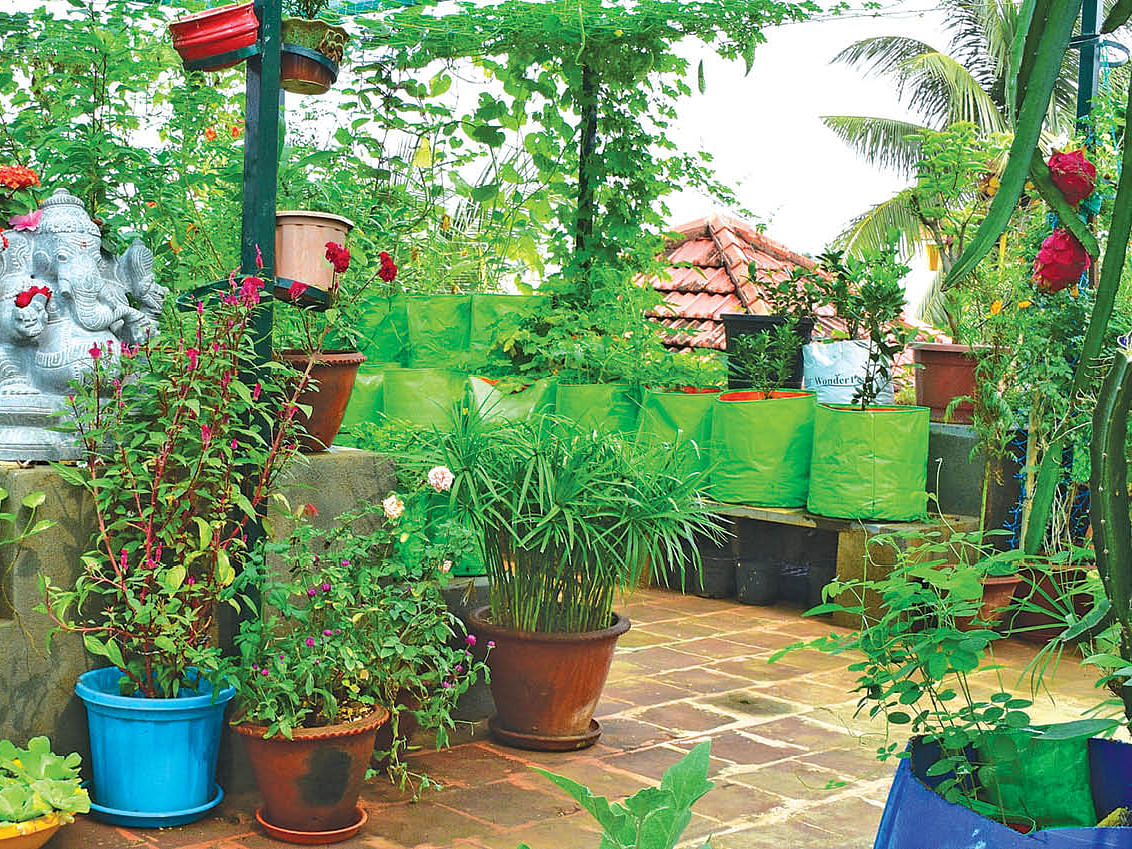 How To: வீட்டுத்தோட்டச் செடிகளை பராமரிப்பது எப்படி? I How To Take Care Of Home Garden? 