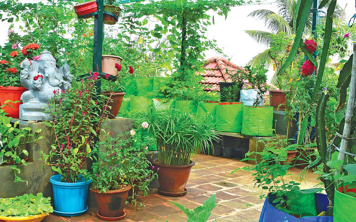 How To: வீட்டுத்தோட்டச் செடிகளை பராமரிப்பது எப்படி? I How To Take Care Of Home Garden? 