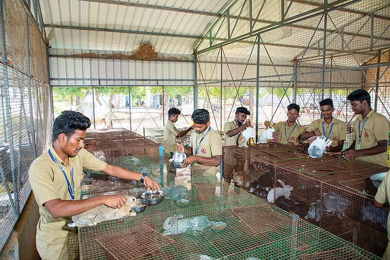 முயல் பராமரிப்பு