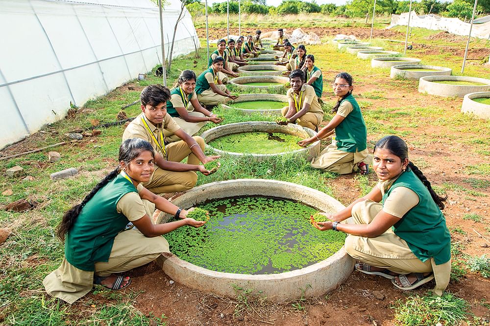 அசோலா அறுவடையில் மாணவ, மாணவிகள்