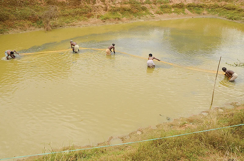 மீன் வளர்ப்பு