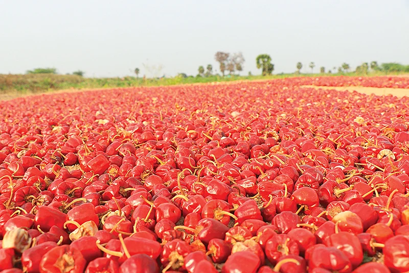 முண்டு மிளகாய்