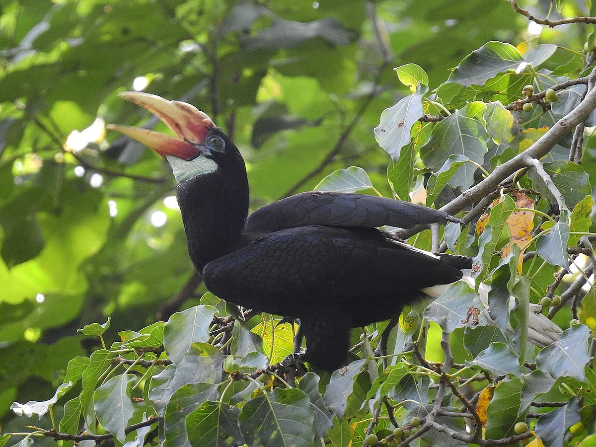 நார்கொண்டம் இருவாச்சி (Narcondam Hornbill)