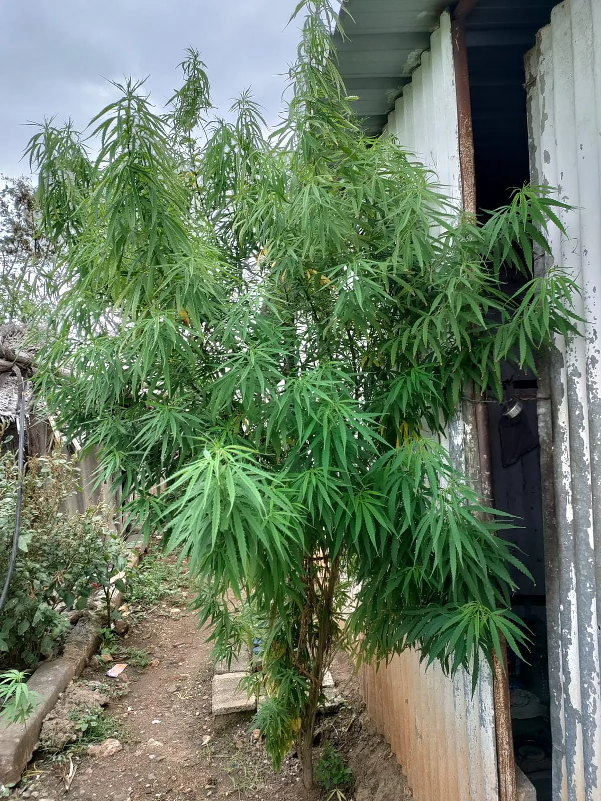 கஞ்சா செடி