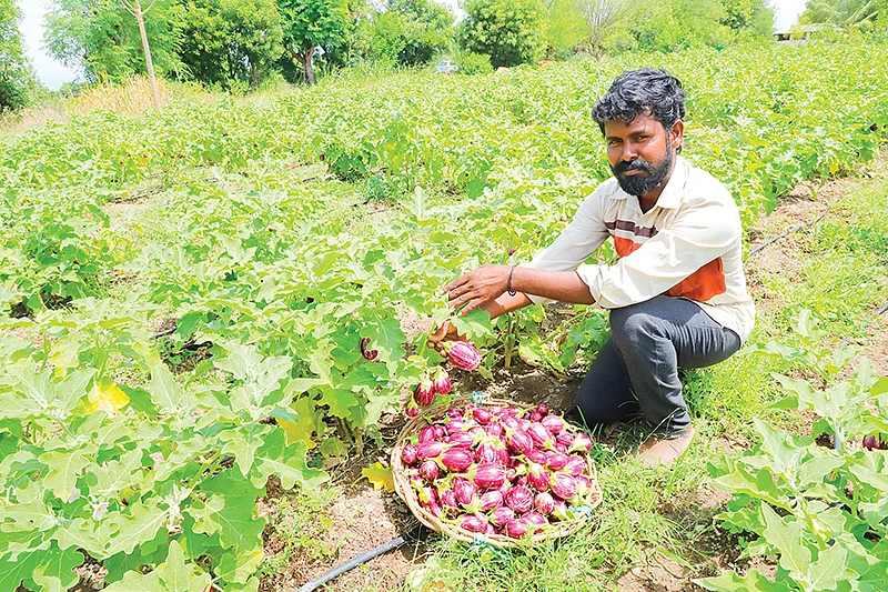 கத்திரி வயலில் உலகநாதன்