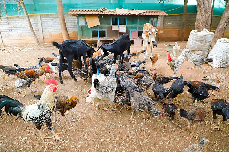 நாட்டுக்கோழிகள், ஆடுகள்