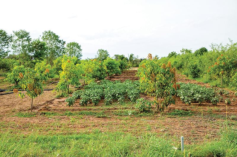 மா சாகுபடி