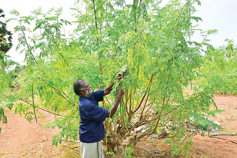 முருங்கை அறுவடை