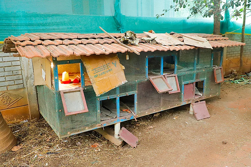 கோழிக் கூண்டுகள்