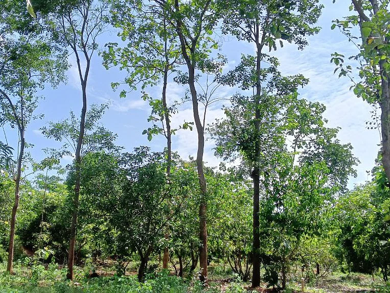 செம்மரம், செர்ரி, அத்தி, பலா... `இப்படியொரு மரம் வளர்ப்புப் பண்ணையை நீங்க பார்த்திருக்க மாட்டீங்க!'
