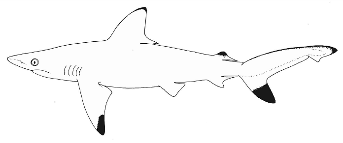பாண்டிச்சேரி சுறா (Pondicherry Shark)