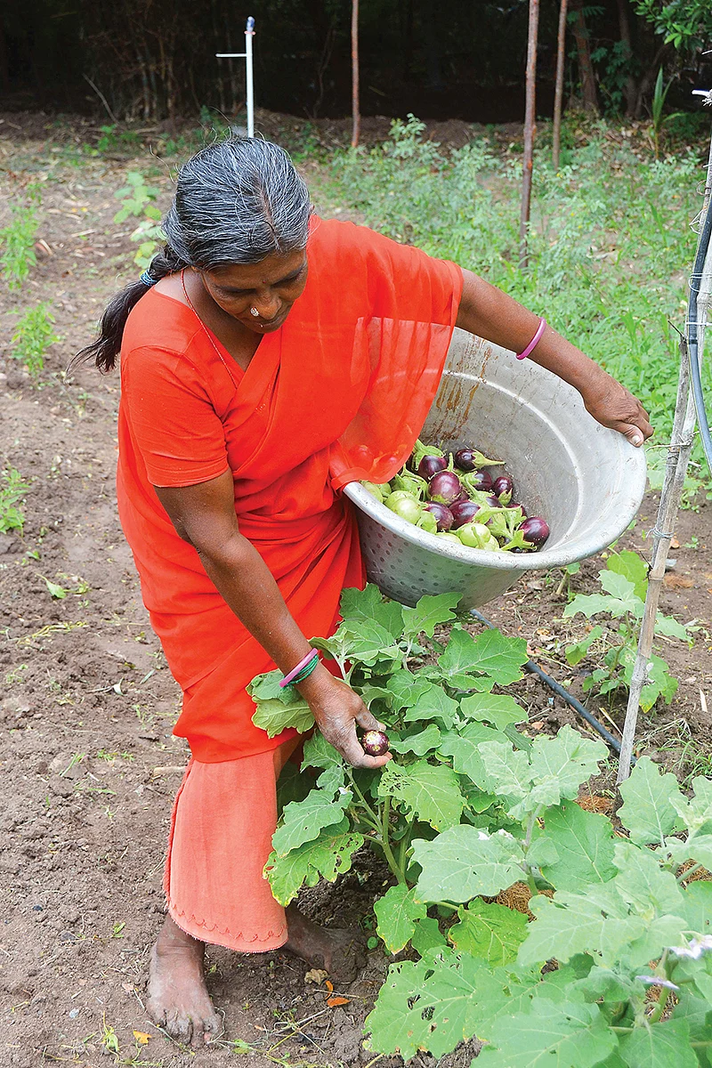 அறுவடை