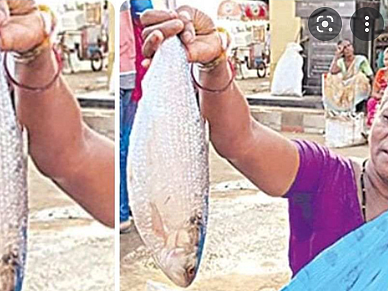 ஒரு மீன் ரூ.20,000; ஆந்திராவின் `புலாசா மீன்': மக்கள் போட்டி போட்டு வாங்க காரணம் என்ன?
