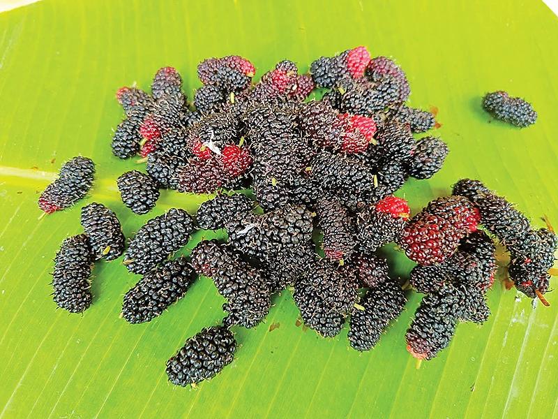 மரதிராட்சை