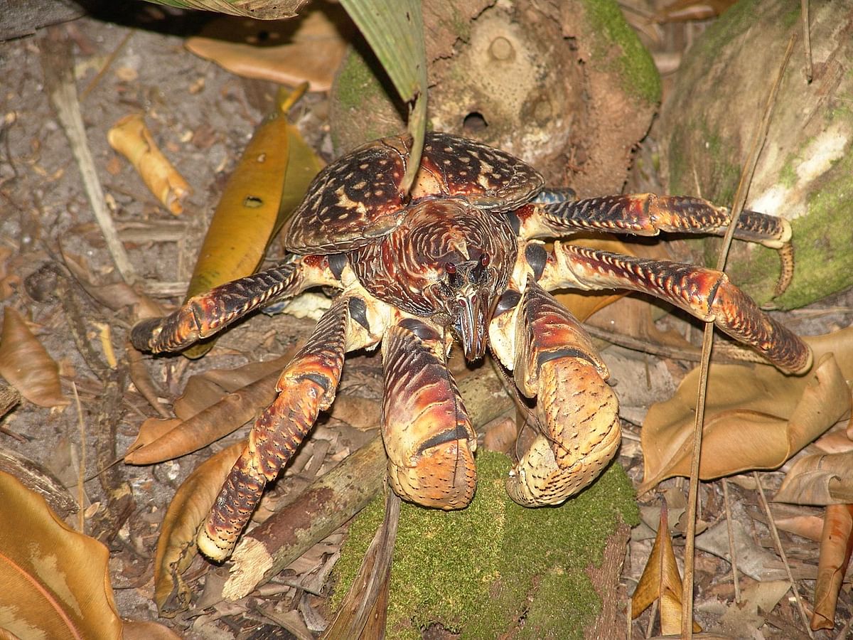 தேங்காய் நண்டு (Coconut Crab)
