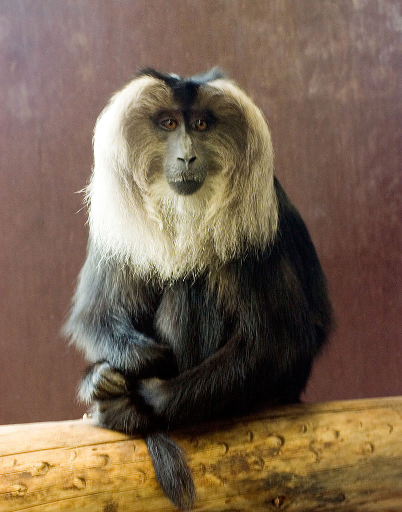 சோலைமந்தி (Lion tailed Macaque)
