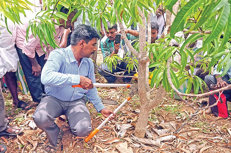 மா கவாத்து