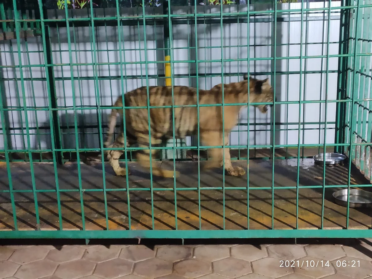 புலி மீட்கப்பட்டபோது