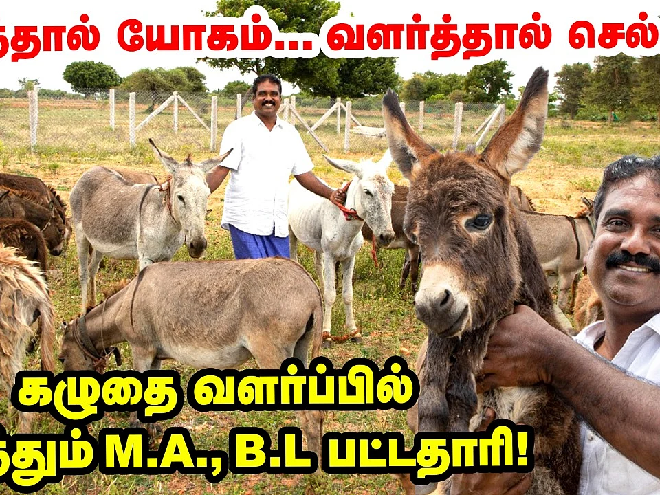 கழுதை வளர்ப்பில் மாதம் லட்சங்களில் சம்பாதிக்கலாம்... அசத்தும் பட்டதாரி!