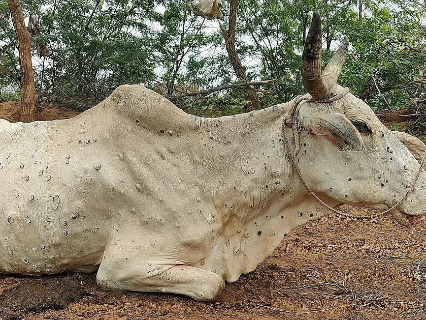 குஜராத், ராஜஸ்தானில் பரவும் தோல்கட்டி நோய்... 6,000 மாடுகள் உயிரிழப்பு!