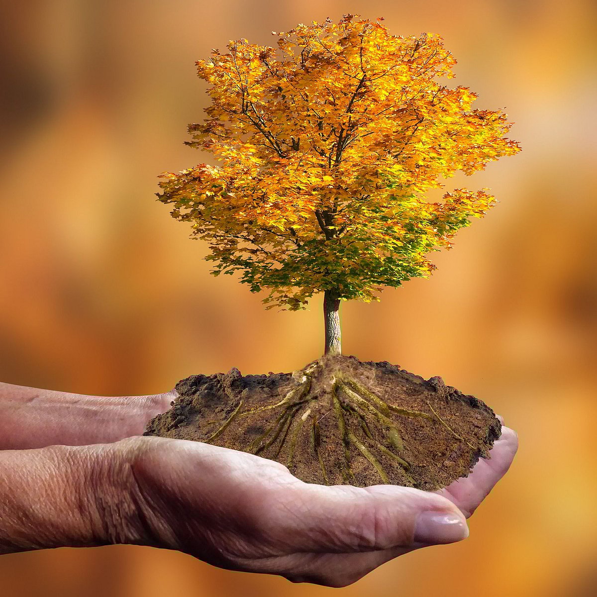 மரங்களுக்கு ஆம்புலன்ஸ்: டோல் ஃப்ரீ எண்ணுக்கு போன் செய்து பசுமையைக் காப்பாற்றலாம்!