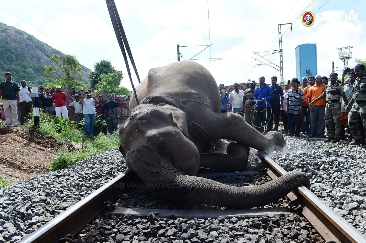 ரயில் மோதி உயிரிழந்த யானை