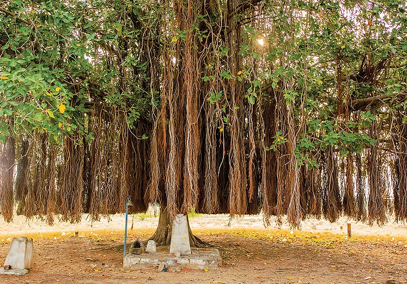 கோயில்களில் மரங்கள்