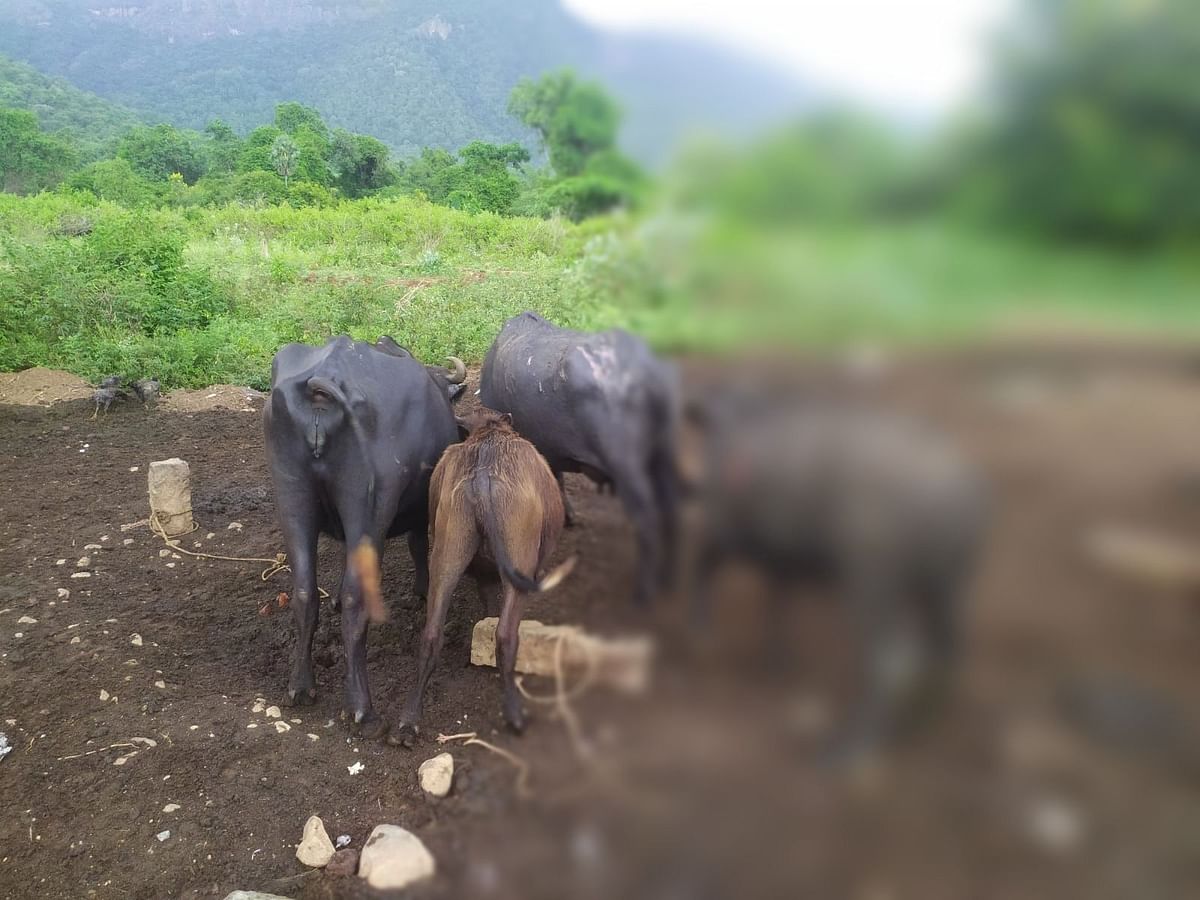 எருமை மாடுகள் மீது ஆசிட் வீசி வெறிச் செயல் - மேட்டுப்பாளையத்தில் அதிர்ச்சி சம்பவம்