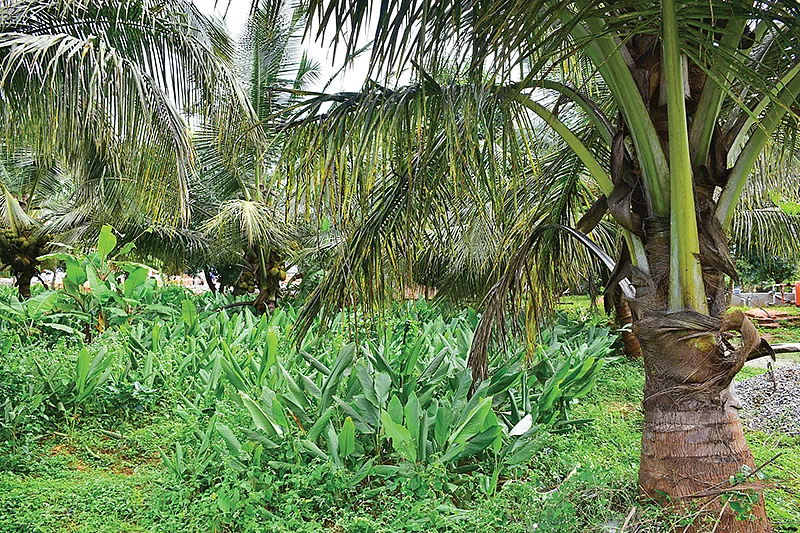 தென்னை