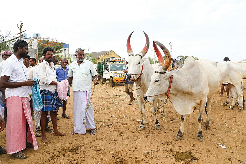 சந்தையில் மாடு விற்பனை