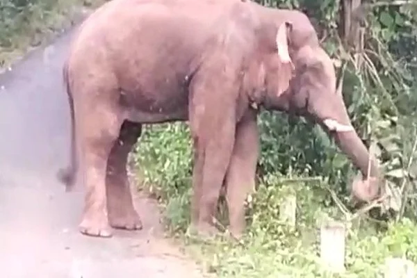 ஒற்றை யானை
