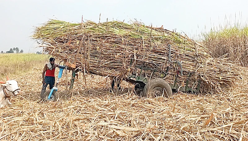 கரும்பு வயலில் மாட்டு வண்டி