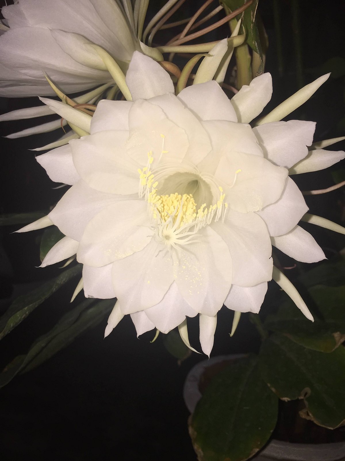 ஆண்டுக்கு ஒருமுறை மட்டுமே பூக்கும் பிரம்ம கமலம்... சேலத்தில் மலர்ந்த அதிசய காட்சி!