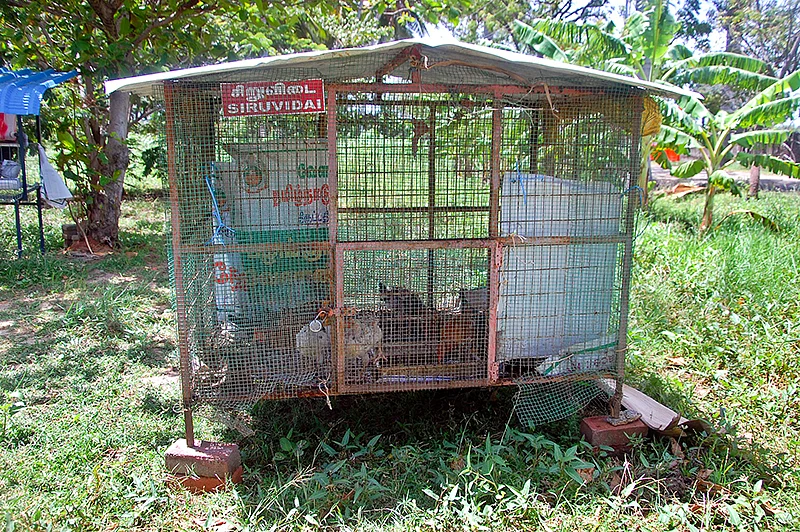 கோழி வளர்ப்பு கூண்டு