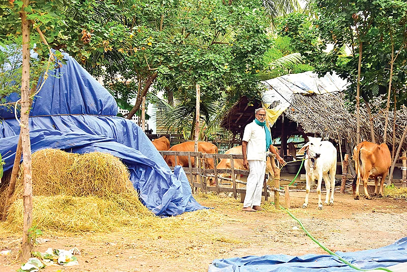 மாடுகளுடன் ராமமூர்த்தி